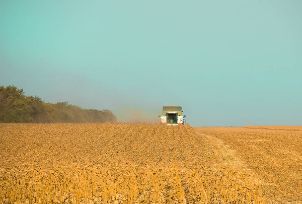 combine harvester harvests crops - 写真・画像