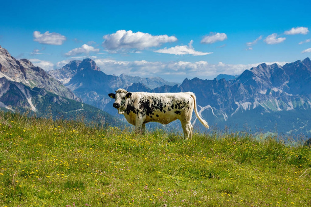 White and black cow with Italian alps in the background - Photo, image