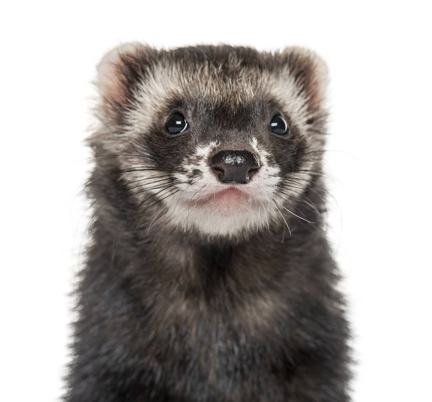 Close-up of a ferret, isolated on white - Photo, Image