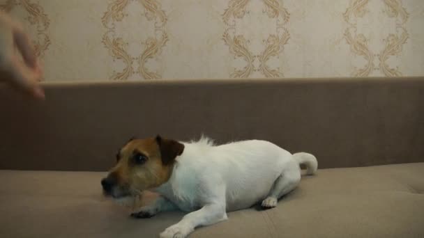 Jack Russell Terrier executes commands - Séquence, vidéo
