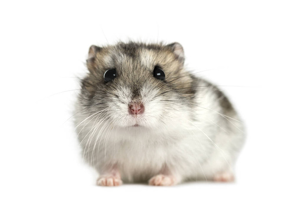 Hamster liegen, geïsoleerd op wit - Foto, afbeelding