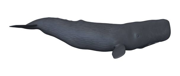 3D Rendering Sperm Whale or Cachalot on White - Photo, Image