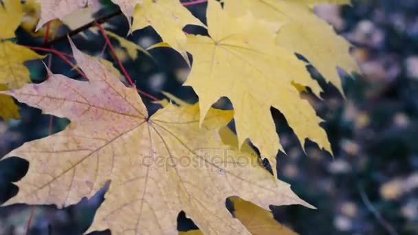 Ragyogó őszi levelek - Felvétel, videó