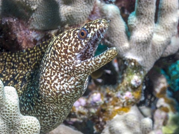 Coral reef morey węgorza - Zdjęcie, obraz