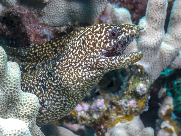 korálový útes morey úhoř - Fotografie, Obrázek