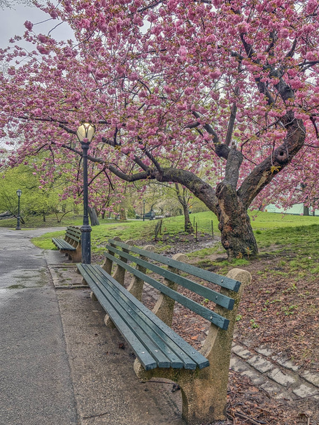 κεντρικό πάρκο, Νέα Υόρκη άνοιξη  - Φωτογραφία, εικόνα