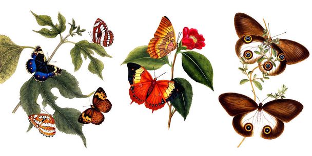Απεικόνιση των πεταλούδων και φυτά. - Φωτογραφία, εικόνα
