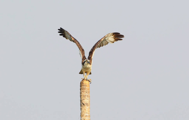 Osprey nyitott szárnyakkal ül a tenyér  - Fotó, kép