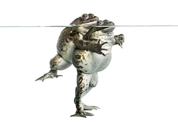 жаби колючі під чистою водою, ізольовані на білому
 - Фото, зображення