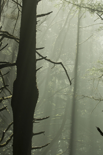 Forest Sunlight - Foto, imagen