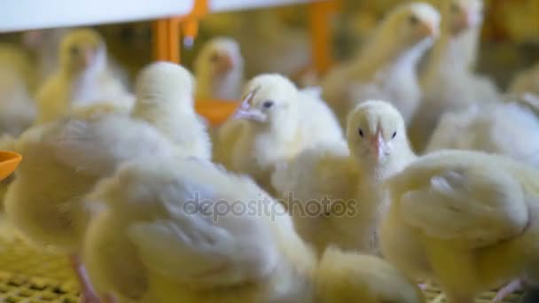 Chickens at poultry farm. Chicken Farm. - Filmagem, Vídeo