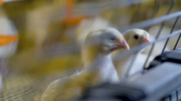 Chicken poultry indoors. Baby chicken at chicken farm. - Video