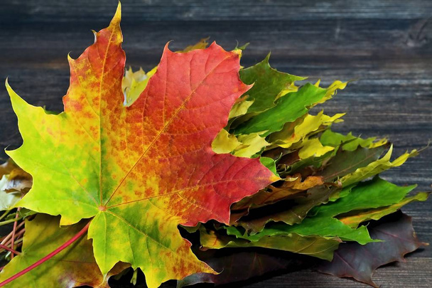 Herbstthema: Herbst-Rapsodie aus Ahornblättern in verschiedenen Farben. - Foto, Bild