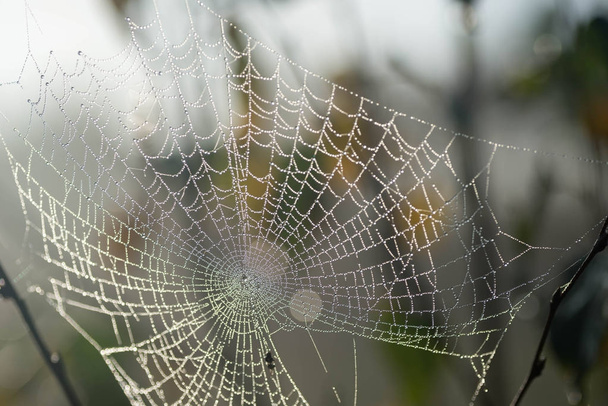 Morgentau am Spinnennetz selektiver Fokus  - Foto, Bild