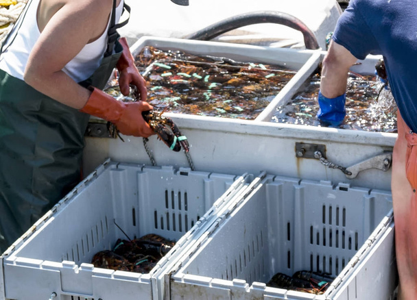 Lots of Maine lobsters in bins being sorted - Photo, Image