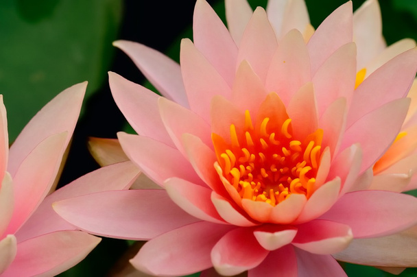een lotus shoot met marco-lens - Foto, afbeelding
