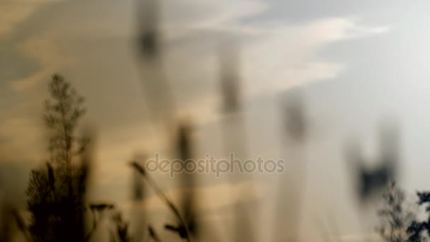 Πικραλίδα στο φόντο του ουρανού και το θέαμα της μια γυναίκα το περπάτημα στο ηλιοβασίλεμα. - Πλάνα, βίντεο