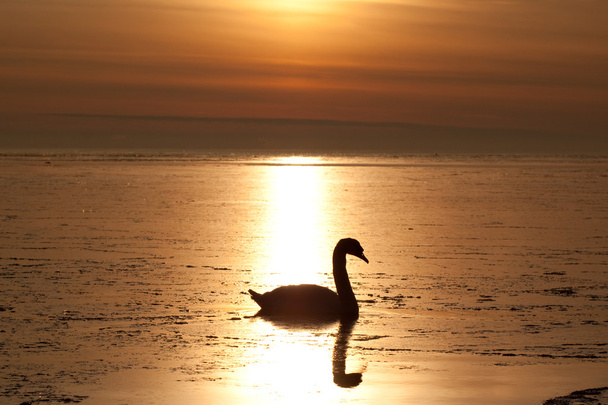 magányos swan - Fotó, kép