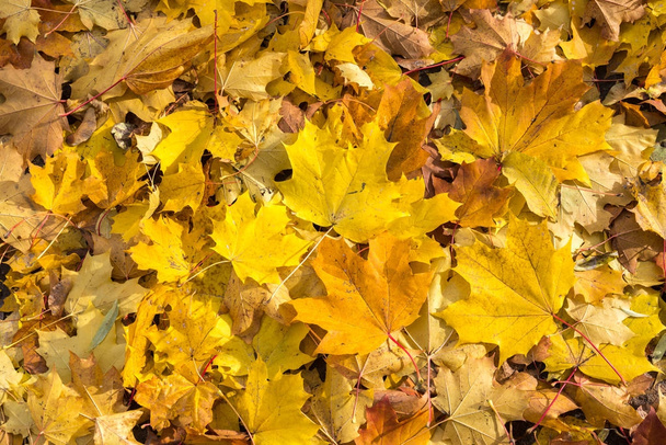 na podzim listy pozadí - Fotografie, Obrázek