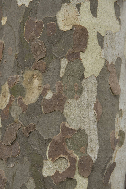 Close up of the texture of a plane tree bark - Photo, Image