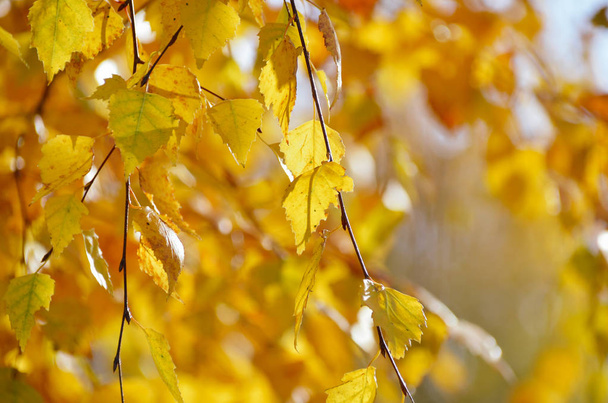 Magic yellow birch leaves shine on in autumn morning, golden natural forest background - Фото, зображення