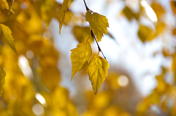 Autumn colored birch leaves shine in the sunny morning - Valokuva, kuva