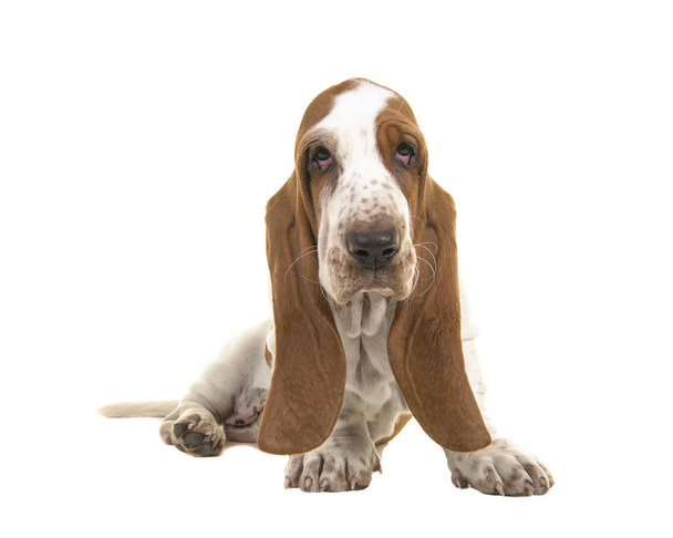 10 týdnů staré štěně basset hound s zvadlý oči při pohledu na fotoaparát, sedí na bílém pozadí - Fotografie, Obrázek