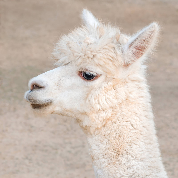 Close up alpaca - Photo, Image