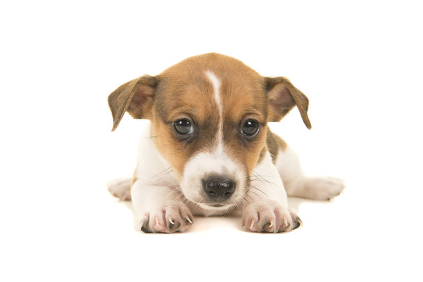 carino marrone e bianco jack russel terrier cucciolo sdraiato sul pavimento visto dalla parte anteriore di fronte alla fotocamera isolato su uno sfondo bianco
 - Foto, immagini