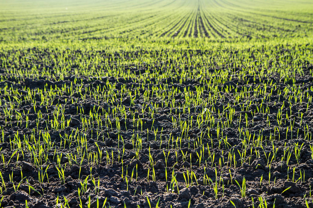 Bir alandaki kış tahıl (kış buğday) - Fotoğraf, Görsel
