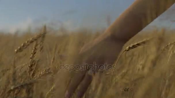 Une jolie jeune fille marche à travers un champ de blé jaune doré touchant les enveloppes pendant le crépuscule, ou l'heure magique. Vu de derrière à angle bas
 - Séquence, vidéo