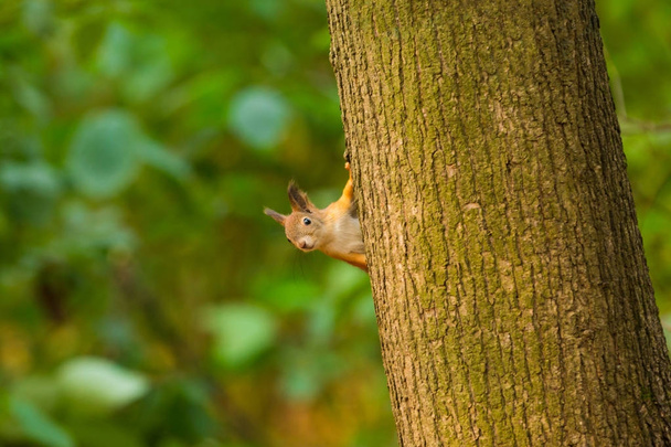 Цікава червона білка заглядає за стовбур дерева
 - Фото, зображення