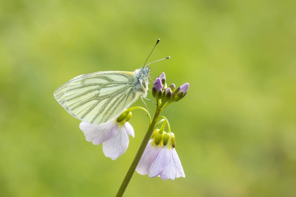 Papillon blanc (Pieris napi) à nervures vertes se reposant et se nourrissant n
 - Photo, image