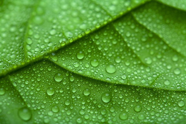 Fresh green leaf with water drops - Foto, Imagen