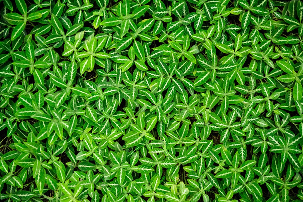 yaprak yeşil - Fotoğraf, Görsel