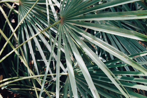 Palm tree leaves background - Φωτογραφία, εικόνα