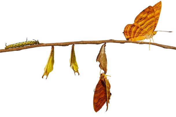 Изолированный жизненный цикл обыкновенного кленового масла (Chersonesia risa)
 - Фото, изображение