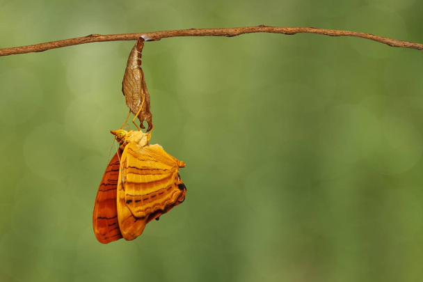Maplet comune (Chersonesia risa) farfalla appesa al ramoscello
 - Foto, immagini