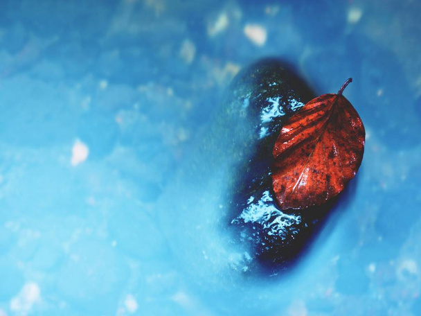 Красочный лист из букового дерева на базальтовом валуне в размытом горном быстром ручье. Синие размытые волны, молочная дымчатая вода с отражениями
. - Фото, изображение