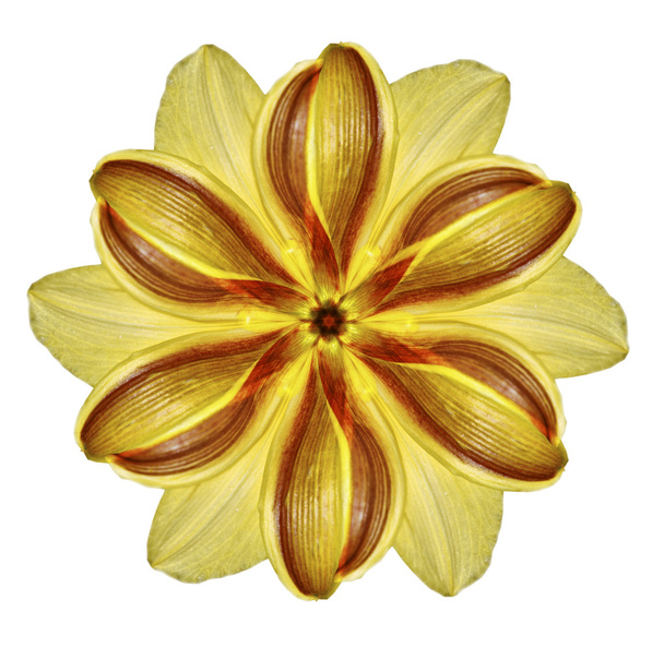 Flower mandala on white background - Φωτογραφία, εικόνα