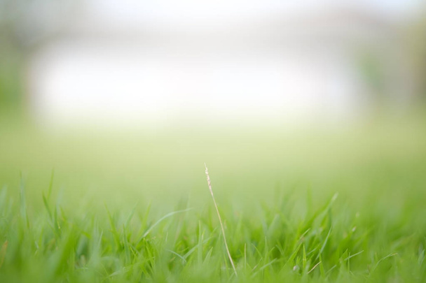 Perfect green blur background by the fresh grass - Foto, Imagen