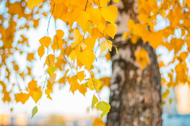 Autumn yellow birch leaves - Photo, Image