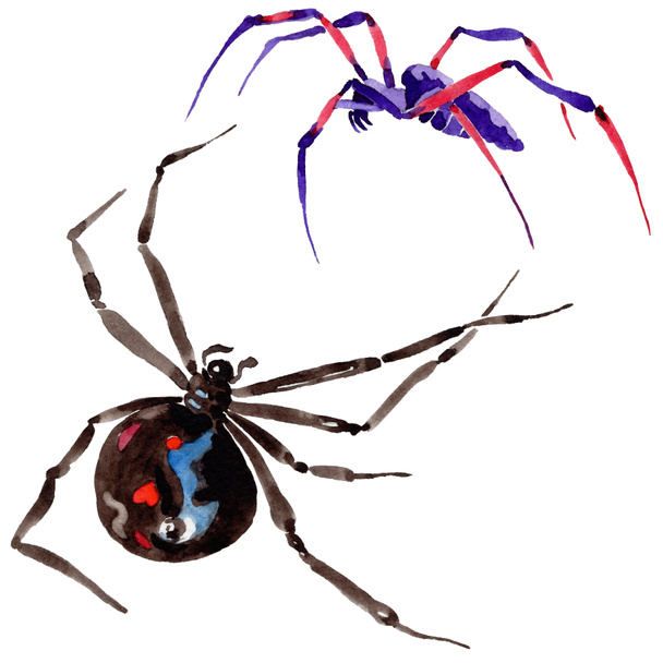 Exotický pavouk divoký hmyz ve stylu akvarelu, samostatný. - Fotografie, Obrázek