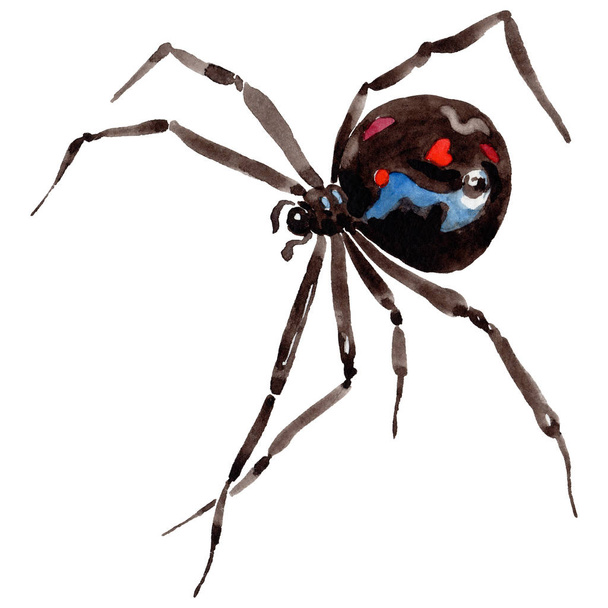 Insecte sauvage araignée exotique dans un style aquarelle isolé
. - Photo, image