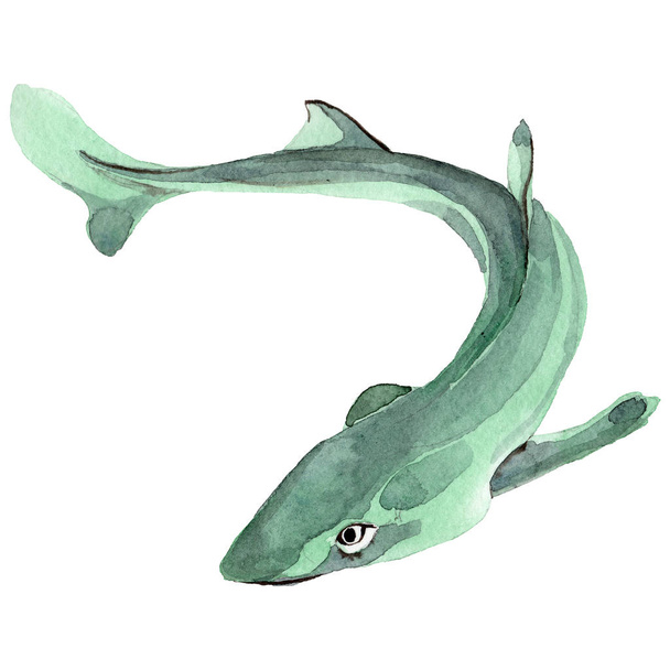 Tubarão peixe selvagem em um estilo aquarela isolado
. - Foto, Imagem