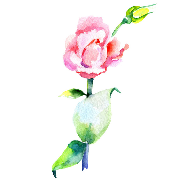 Wildflower eustoma flower in a watercolor style isolated. - Foto, afbeelding