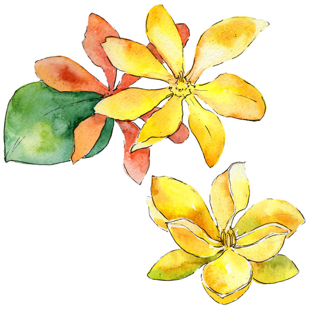 分離された水彩画のワイルドフラワー クチナシの花. - 写真・画像
