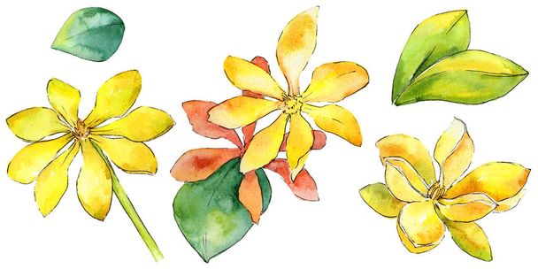 Wildflower gardenia flower in a watercolor style isolated. - Foto, imagen