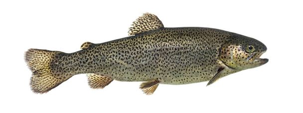 Rainbow trout swimming, isolated on white - Photo, Image