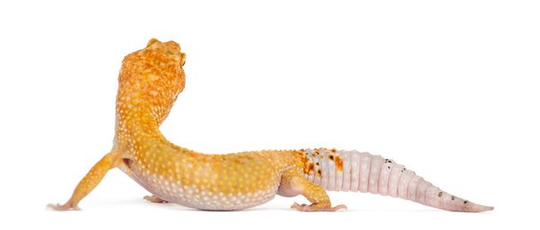 Leopard gecko standing, isolated on white - Photo, Image